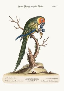 黄色い顔のパラキート、1749-73